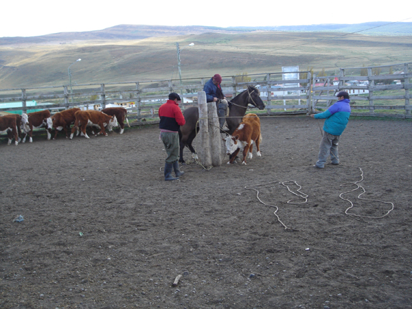 11-Marquage des veaux