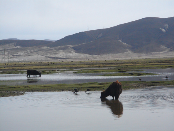 12B - Patures dans les zones humides