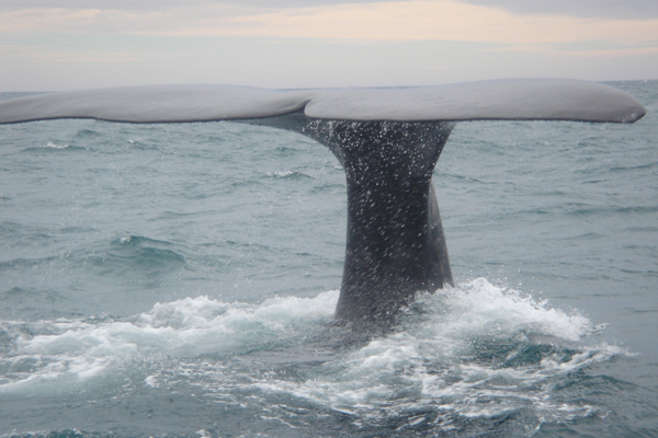 19 - Le corps est sous le zodiac...