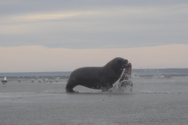 20 - phoque et son petit
