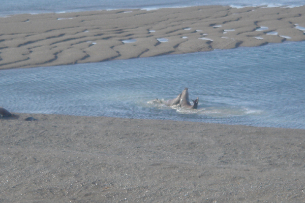 21 - Bataille de mâles