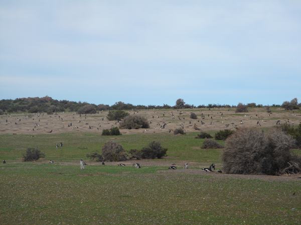 22 - camping de pingouins