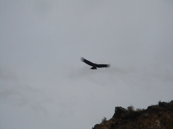 23P - Le vol du condor