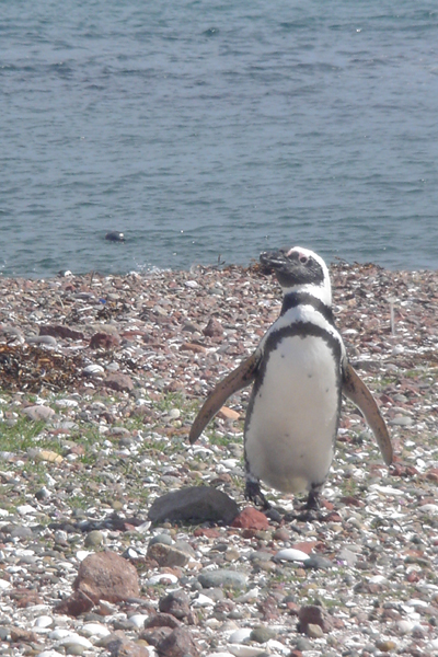 25 - Tout propre au sortir du bain
