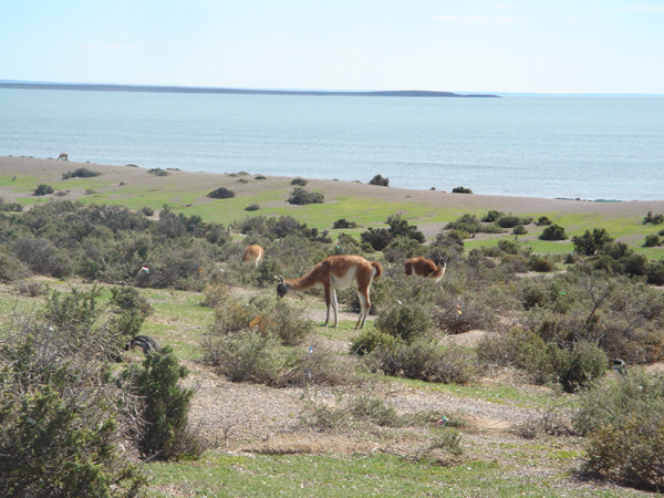 26 - Troupeau de Gouanacos