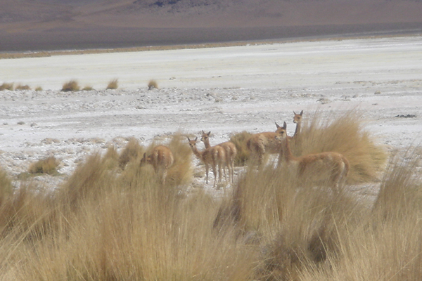 30-Troupeau de vigognes