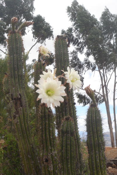 30B - Fleur de cactus