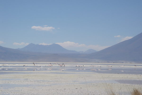 31-envol de flamants roses