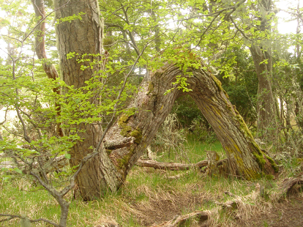 48 - lenga forme du  tronc utilisée dans construction des barques.