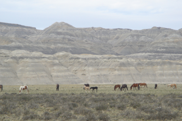 56 - Cheveaux le long de la route
