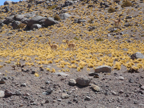 71 - Encore des Guanacos