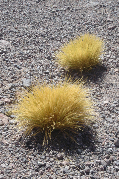 75 - Herbe du desert