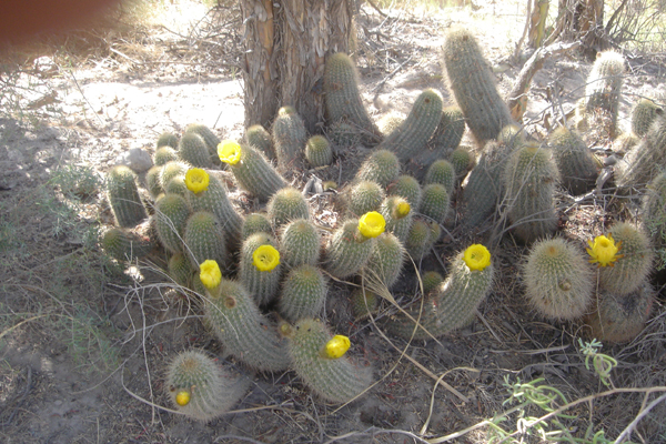88 - Petits cactus en fleur