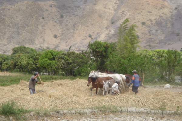 994P - Battage du riz