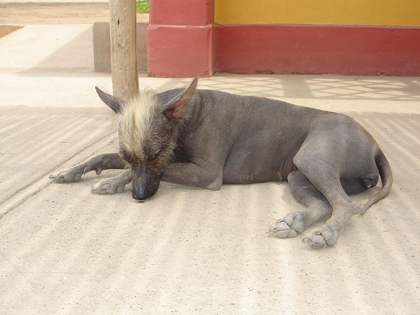 99P - Chien anti rhumatisme...