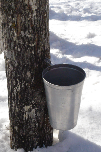  Récolte du suc d'Erable