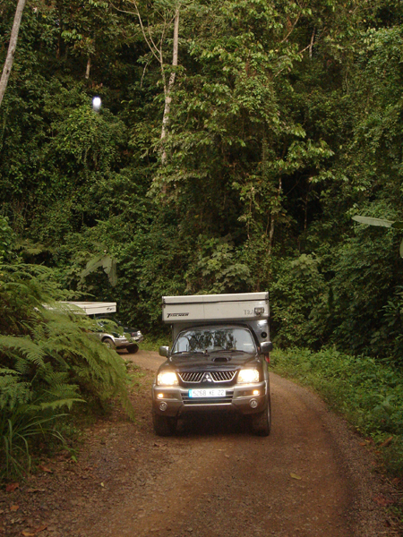 CR00 - Dans la for&ecirc;t tropicale