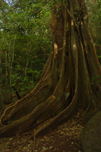 CR19 - Arbres du Parc Rinco de la Ciega
