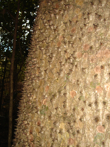 CR21 - Arbre &agrave; &eacute;pines