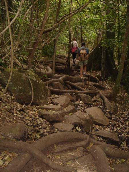 CR23 - Dans la for&ecirc;t tropicale