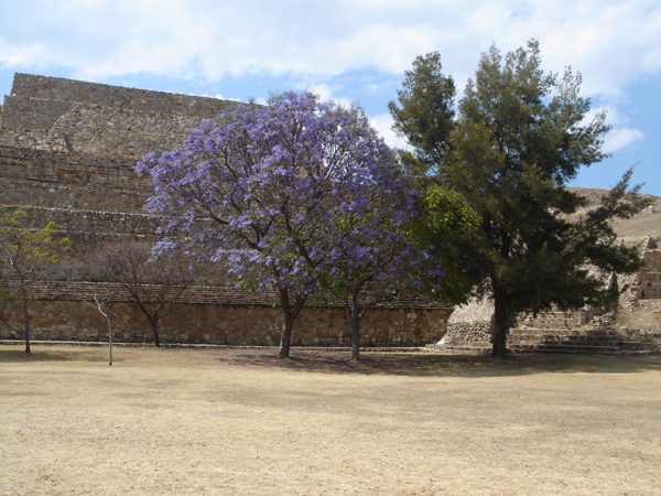 M11 - Entr&eacute;e du site de Monte Alban