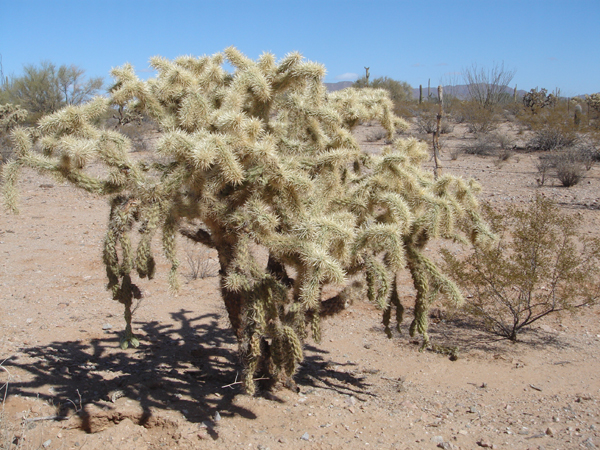 M51 - cactus en tout genre