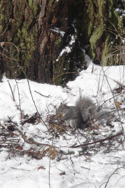 USA13 - ...sous l'oeil indifferent d'un &eacute;cureil