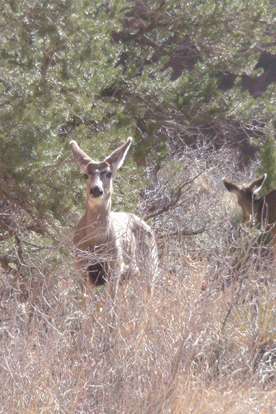 USA72 - Rencontres surprises