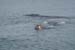 17 - Baleine dans la P&eacute;ninsule de Valdez