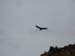 23P - Le vol du condor