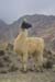 52B - Lama insolent...